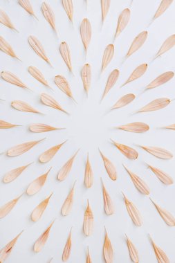 Pastel pembe çiçek yaprakları ve beyaz arka planda tomurcuk. Kopya alanı olan en küçük çiçek bileşimi