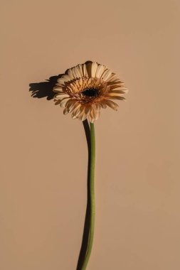 Pastel şeftali rengi, bej arka planda estetik güneş ışığı gölgeleri olan Gerbera çiçeği. Fotokopi alanı ile minimum yaşam biçimli çiçek kompozisyonu