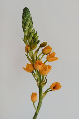 Beytüllahim 'in narin yıldızı çiçek sapı beyaz arka planda. Estetik yakın görünüm çiçek kompozisyonu