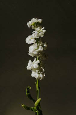 Siyah arka planda beyaz matthiola çiçeği. Minimal stil natürmort çiçek kompozisyonu