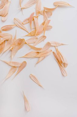 Minimum stil konsept. Beyaz arka planda soluk pembe çiçek yaprakları. Yaratıcı yaşam tarzı, yaz, bahar konsepti. Boşluğu kopyala, düz yat, üst görünüm