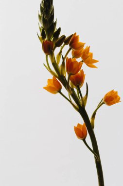 Beyaz arka planda Beytüllahim 'in Turuncu Yıldızı çiçeği. Minimal stil natürmort çiçek kompozisyonu