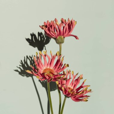 Pastel arkaplanda estetik güneş ışığı gölgeleri olan pembe Gerber çiçekleri. Minimal stil natürmort çiçek kompozisyonu