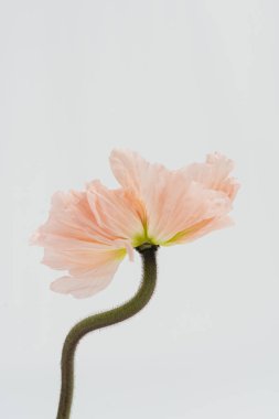 Beyaz arka planda güzel, pembe haşhaş çiçeği. Estetik minimum çiçek bileşimi