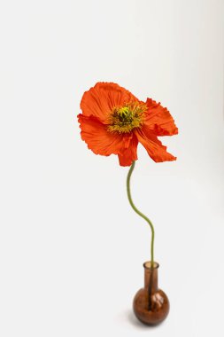 Beyaz arka planda vazoda güzel kırmızı haşhaş çiçeği. Estetik minimum çiçek bileşimi