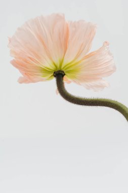 Beyaz arka planda zarif şeftali, pembe haşhaş çiçeği. Estetik çiçekli sadelik kompozisyonu. Manzara çiçeğini kapat