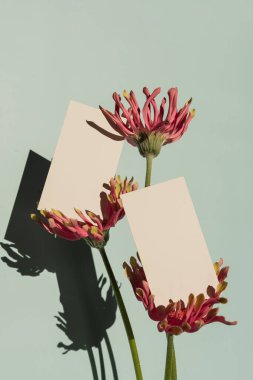 Pembe Gerber çiçeklerinin üzerindeki boş kağıt çarşaflar parlak mavi nane duvarının üzerinde, estetik güneş ışığı gölgesi şeklinde bir siluet. Lüks sosyal medya, kopyalama alanı olan web markalaşma şablonu, kırpma yolu