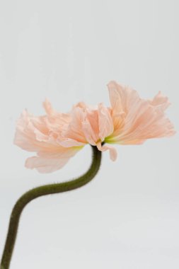 Beyaz arka planda narin pembe haşhaş çiçeği sapı ve tomurcuğu. Estetik yakın görünüm çiçek kompozisyonu