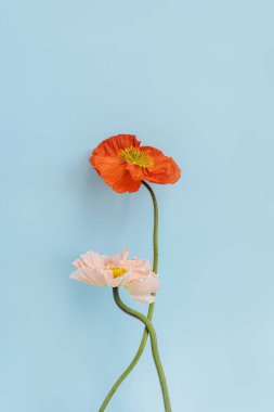Mavi arka planda pembe ve kırmızı gelincik çiçekleri. Minimal stil natürmort çiçek kompozisyonu