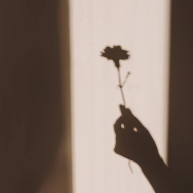 Bej duvarda karanfil çiçeği tutan kadınların estetik, bronz, güneş ışığı gölgesi silueti. Güneş ışığı gölgesi ile en az yaratıcı çiçek kavramı
