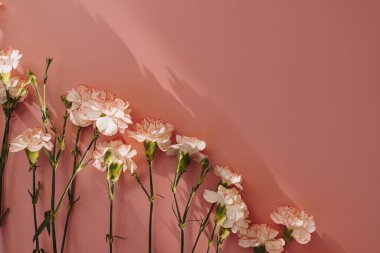 Pastel pembe arka planda pembe karanfil çiçekleri ve estetik güneş ışığı gölgeleri. Fotokopi alanı olan çiçek kompozisyonu. Sevgililer Günü, Anneler Günü konsepti.