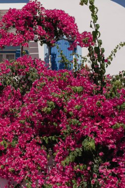 Santorini, Oia, Yunanistan 'daki geleneksel beyaz bina üzerinde güzel mor kırmızı çiçekler çalı