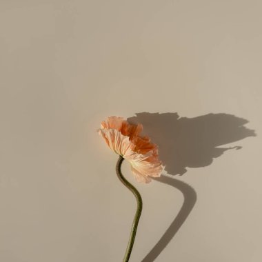 Tarafsız bej arka planda narin pembe haşhaş çiçeği sapı ve tomurcuğu. Estetik yakın çekim. Güneş ışığı gölgeli çiçek kompozisyonu.