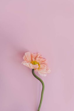 Hassas şeftali, pembe gelincik çiçeği sapı ve pastel pembe arka planda tomurcuk. Estetik yakın görünüm çiçek kompozisyonu