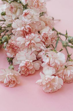 Pembe arka planda güzel pembe karanfil çiçekleri. Zarif çiçek kompozisyonu