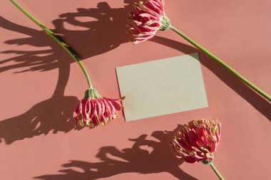 Fotokopi alanı ve pembe arka planda Gerber çiçekleri olan boş kağıt kağıtlar. Estetik güneş ışığı gölgeleri. En düşük ticari marka şablonu