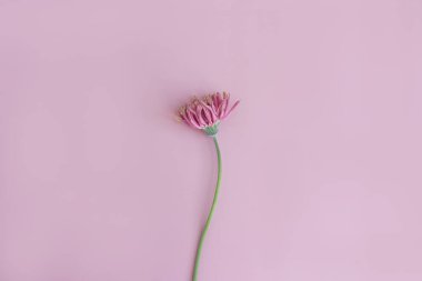 Pastel pembe arka planda güzel pembe gerber çiçeği. Estetik minimum çiçek bileşimi