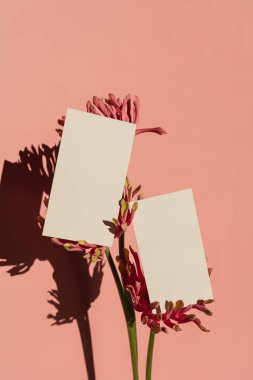 Boş kağıt çarşaflar, pembe Gerber çiçekleri somon pembe duvarının üzerinde güneş ışığı gölgeleri. Ticari markalaşma, güneş ışığı gölgesi ile sosyal medya şablonu