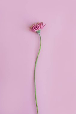 Pastel pembe arka planda narin pembe gerber çiçeği. Estetik yakın görünüm çiçek kompozisyonu