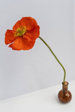 Beyaz arka planda vazoda kırmızı haşhaş çiçeği. Minimal stil natürmort çiçek kompozisyonu