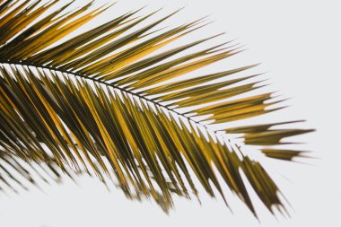 Hindistan cevizi palmiyesi yaprakları. Güzel bir yaz tropikal doğa geçmişi. Yaz seyahati, tatil kavramı.