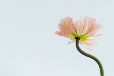 Beyaz arka planda narin pembe haşhaş çiçeği sapı ve tomurcuğu. Estetik yakın görünüm çiçek kompozisyonu