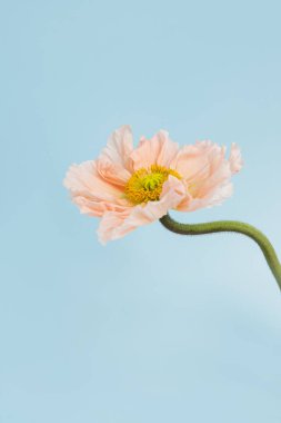 Mavi arka planda narin pembe haşhaş çiçeği sapı ve tomurcuğu. Estetik yakın görünüm çiçek kompozisyonu