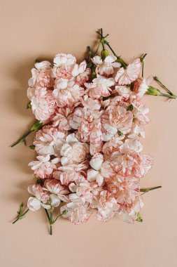 Pembe arka planda pembe karanfil çiçekleri. Çiçekler basitlik yaratıcı konsept