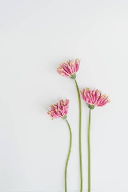 Beyaz arka planda narin pembe Gerbera çiçekleri. Estetik yakın görünüm çiçek kompozisyonu
