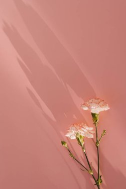 Pastel pembe arka planda pembe karanfil çiçekleri ve estetik güneş ışığı gölgeleri. Fotokopi alanı olan çiçek kompozisyonu. Sevgililer Günü, Anneler Günü konsepti.