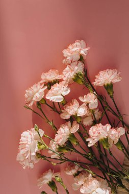 Pembe arka planda güzel pembe karanfil çiçekleri ve güneş ışığı gölgeleri. Zarif düz yatış, üst görünüm çiçekli kompozisyon estetik güneş ışığı gölgesi silueti