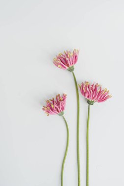 Beyaz arka planda pembe Gerber çiçekleri. Minimal stil natürmort çiçek kompozisyonu