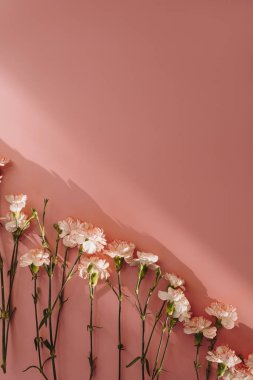 Pembe arka planda pembe karanfil çiçekleri ve güneş ışığı gölgeleri. Estetik minimum çiçek bileşimi