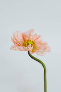 Beyaz arka planda şeftali rengi haşhaş çiçeği. Minimal stil natürmort çiçek kompozisyonu