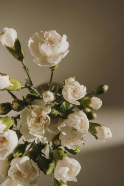 Karanfil çiçeklerinin estetik güneş ışığı gölgelerindeki yakın görüntüsü. Sevgililer Günü, Anneler Günü çiçekli kompozisyon