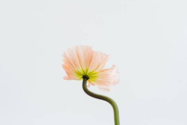 Beyaz arka planda narin pembe haşhaş çiçeği sapı ve tomurcuğu. Estetik yakın görünüm çiçek kompozisyonu