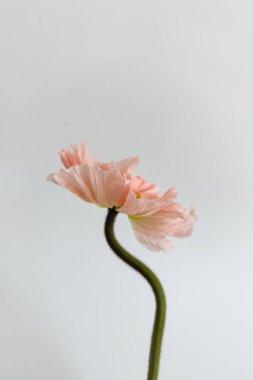 Beyaz arka planda şeftali rengi haşhaş çiçeği. Minimal stil natürmort çiçek kompozisyonu