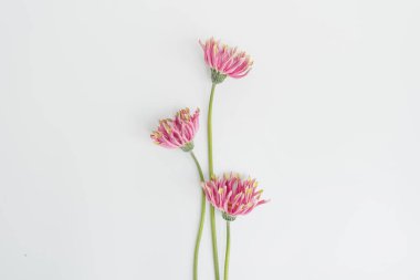 Beyaz arka planda narin pembe Gerbera çiçekleri. Estetik yakın görünüm çiçek kompozisyonu