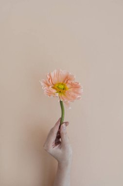 Tarafsız bronz bej arka planda güzel pembe haşhaş çiçeğini tutan bir kadın. Estetik minimum çiçek bileşimi