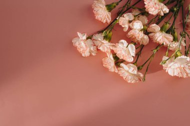 Pembe karanfilli çiçek buketi, pembe arka planda, güneş ışığı gölgesi siluetinde.