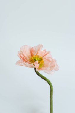 Beyaz arka planda narin pembe haşhaş çiçeği sapı ve tomurcuğu. Estetik yakın görünüm çiçek kompozisyonu