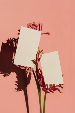 Pembe Gerber çiçeklerinin üzerindeki boş kağıt kağıtlar parlak somon pembe duvarın üzerinde, estetik güneş ışığı gölgesi silueti ile. Lüks sosyal medya, kopyalama alanı olan web markalaşma şablonu, kırpma yolu