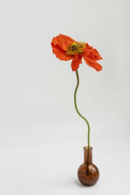 Beyaz arka planda vazoda kırmızı haşhaş çiçeği. Estetik çiçekli sadelik kompozisyonu. Manzara çiçeğini kapat