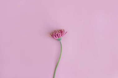 Pastel pembe arka planda zarif pembe gerber çiçeği. Estetik çiçekli sadelik kompozisyonu. Manzara çiçeğini kapat