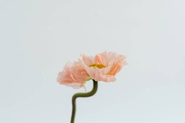 Beyaz arka planda narin pembe haşhaş çiçeği sapı ve tomurcuğu. Estetik yakın görünüm çiçek kompozisyonu