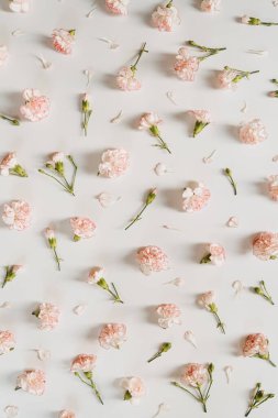 Beyaz arka planda pembe karanfil çiçekleri. Düz konum, üst görünüm minimal çiçek bileşimi