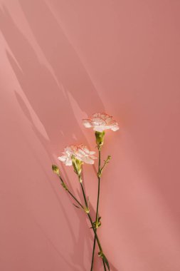 Pembe arka planda güzel pembe karanfil çiçekleri ve güneş ışığı gölgeleri. Estetik güneş ışığı gölgesi silueti olan zarif bir çiçek kompozisyonu.