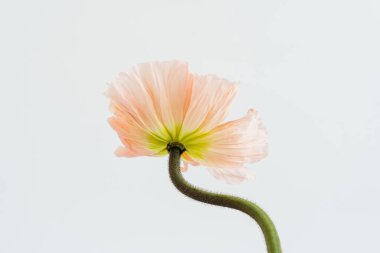 Beyaz arka planda şeftali rengi haşhaş çiçeği. Minimal stil natürmort çiçek kompozisyonu