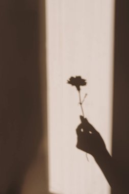 Bej duvarda karanfil çiçeği tutan kadınların estetik, bronz, güneş ışığı gölgesi silueti. Güneş ışığı gölgesi ile en az yaratıcı çiçek kavramı