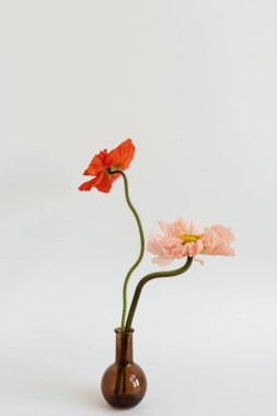 Şeftali ve kırmızı gelincik çiçekleri beyaz arka planda vazoda. Minimal stil natürmort çiçek kompozisyonu